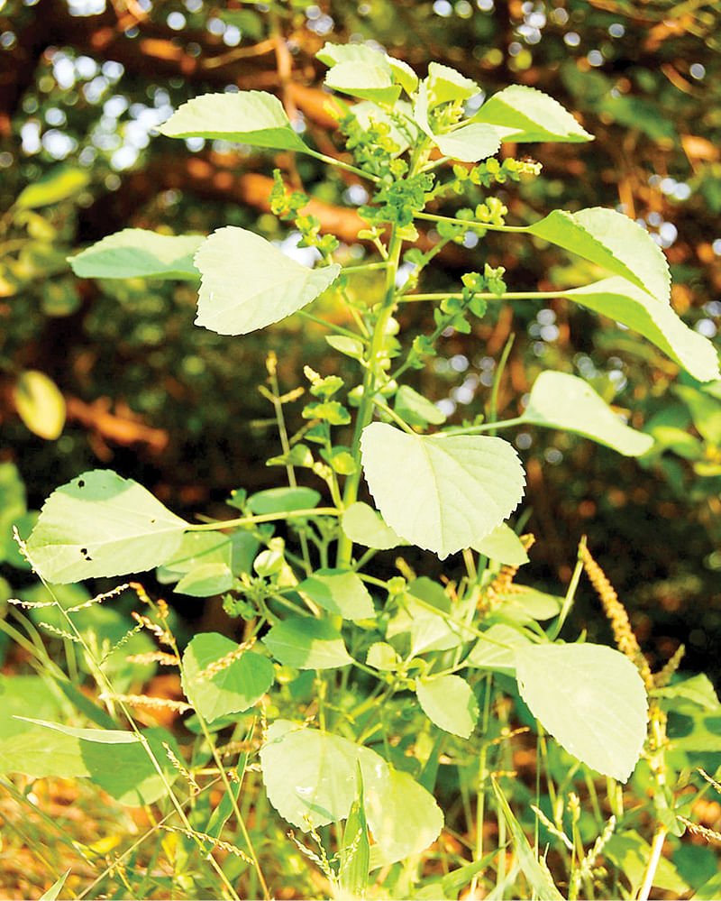 மூலிகை தாவரம்