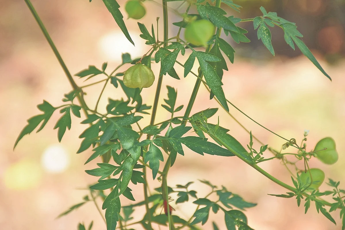 முடக்கறுத்தான்