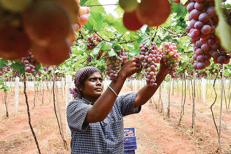 திராட்சை அறுவடை