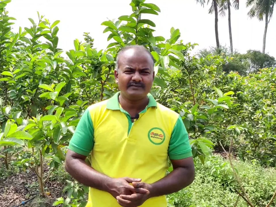 ``விலையை குறைச்சு கேட்டாங்க நானே ஒரு பிராண்டு உருவாக்கிட்டேன்"- கொய்யா சாகுபடியில் அசத்தும் விவசாயி