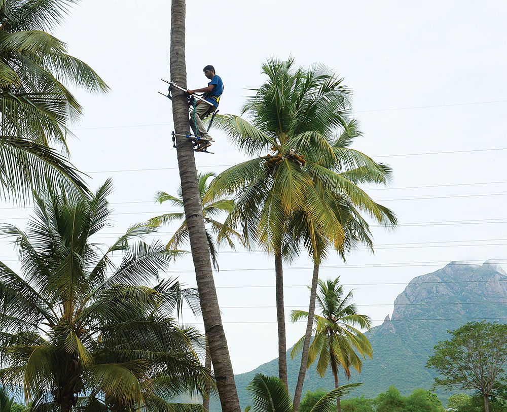 தென்னை மரம் ஏறும் கருவி