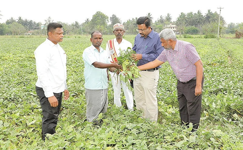 உளுந்து வயலில் ஆட்சியர் தினேஷ் பொன்ராஜ் ஆலிவர்