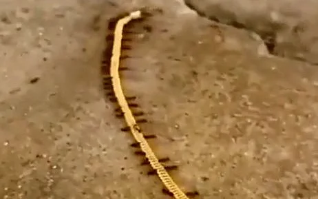 எறும்புகள்