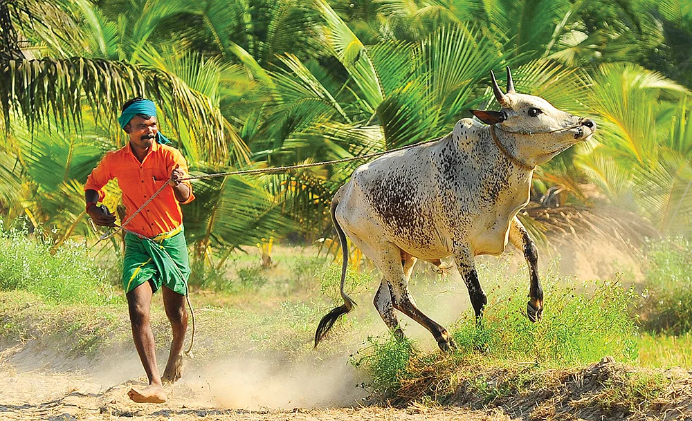 மாட்டுடன்