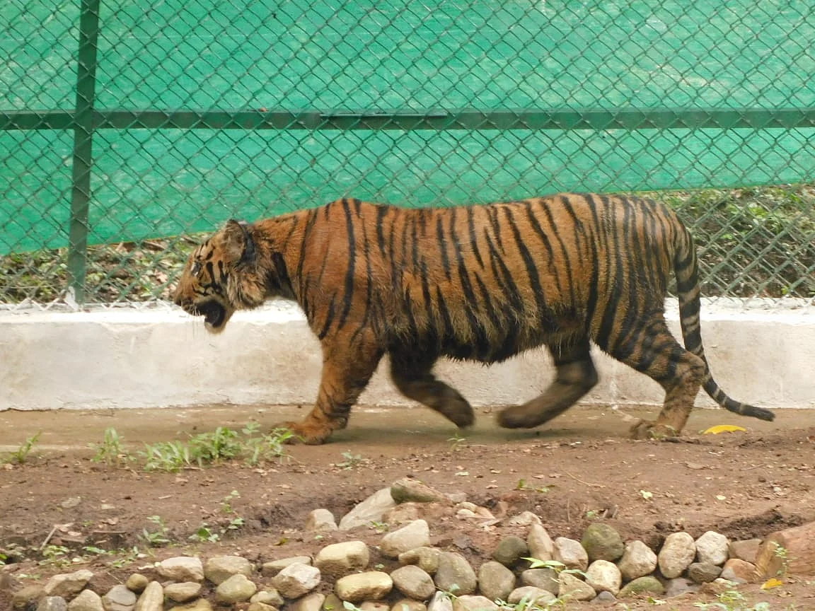 புலி