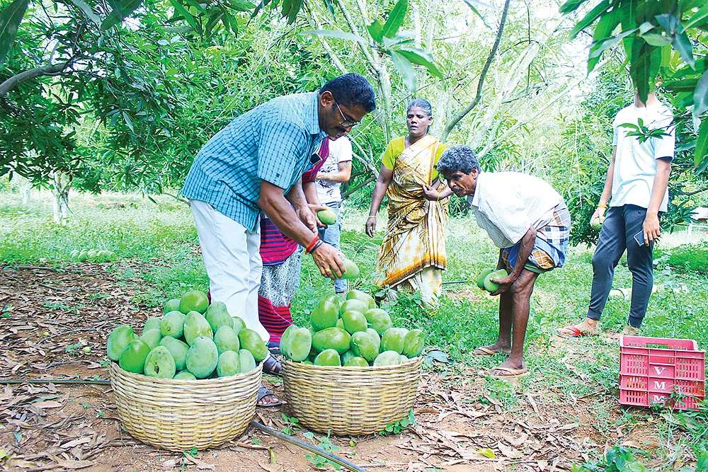 மா அறுவடையில்