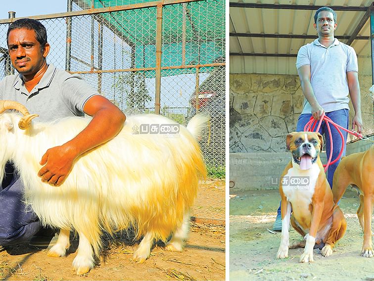 ஆடு, மாடு, கோழி, புறா, வாத்து, குதிரை, காய்கறிகள், மா, வாழை, தென்னை; அரை ஏக்கரில் ஓர் அடடே பண்ணை!