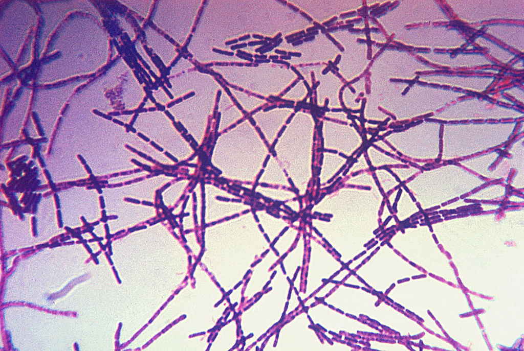 Bacillus anthracis Gram | ஆந்த்ராக்ஸ் பாக்டீரியா