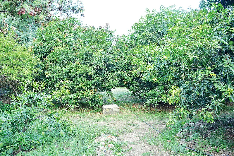 மாந்தோட்டம்