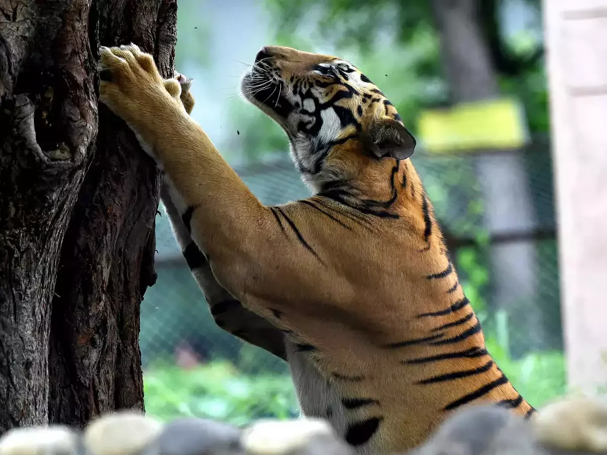 புலி