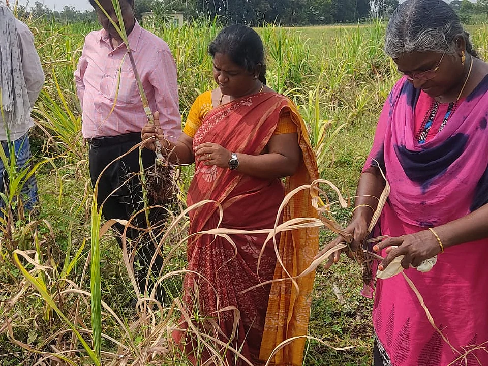 கரும்பு பயிர்களில் மஞ்சள் நோய்த் தாக்குதல்; வேதனையில் தவிக்கும் தஞ்சை விவசாயிகள்