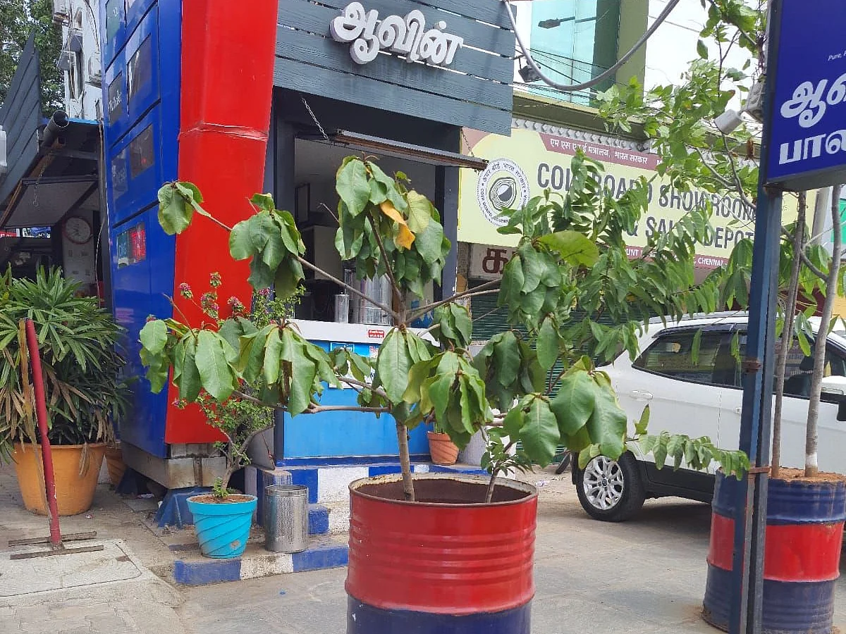 டிரம்மில் மரம் வளர்க்கலாமா, அது சரியான முறையா?நிபுணர்களின் முழுமையான வழிகாட்டுதல்கள்!