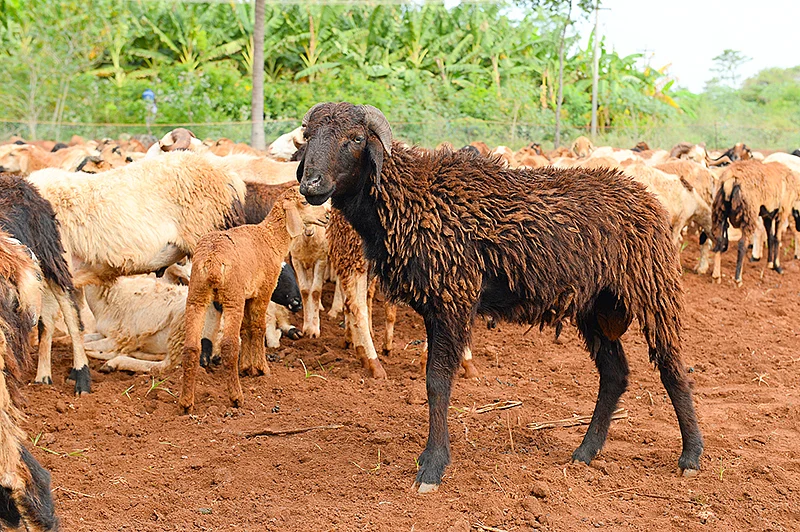 கறுப்பு குரும்பை ஆடுகள்