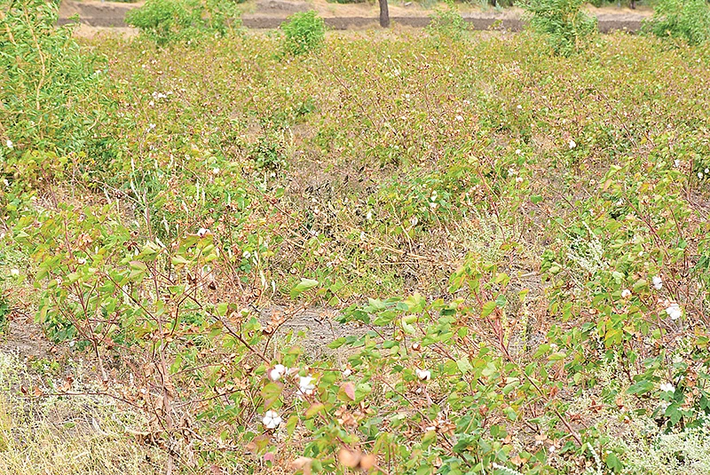 பருத்தி