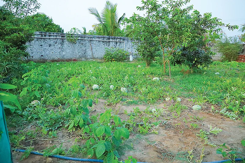 தர்பூசணி