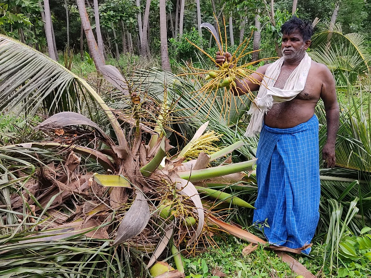 வெட்டி வீழ்த்தப்பட்ட தென்னை மரங்களுடன் ராமலிங்கம்