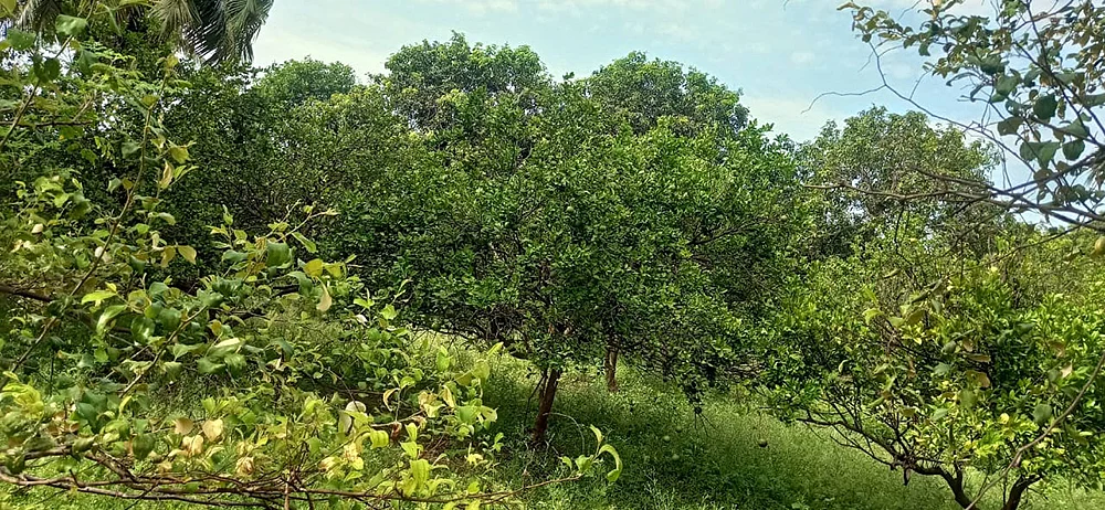 சாத்துக்குடி