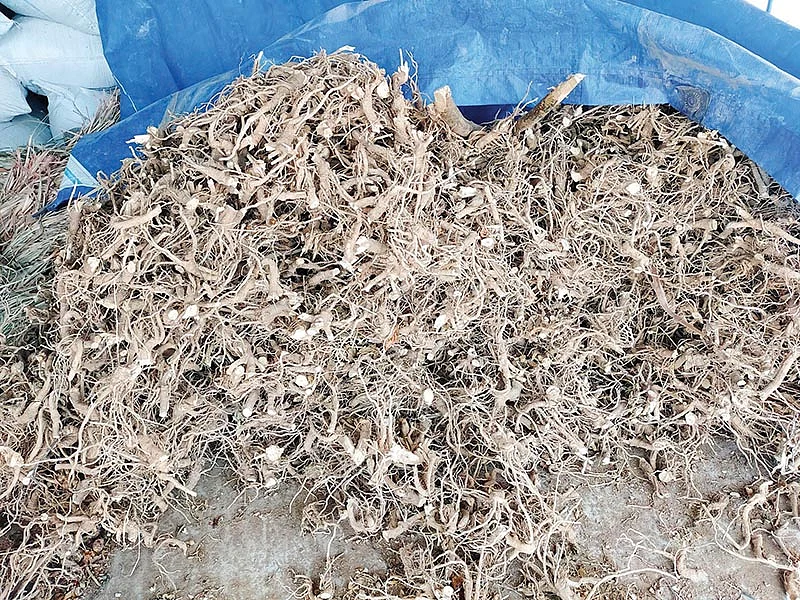 அஸ்வகந்தா வேர்