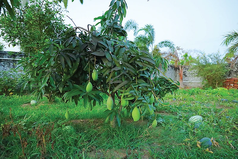 மாங்காய்