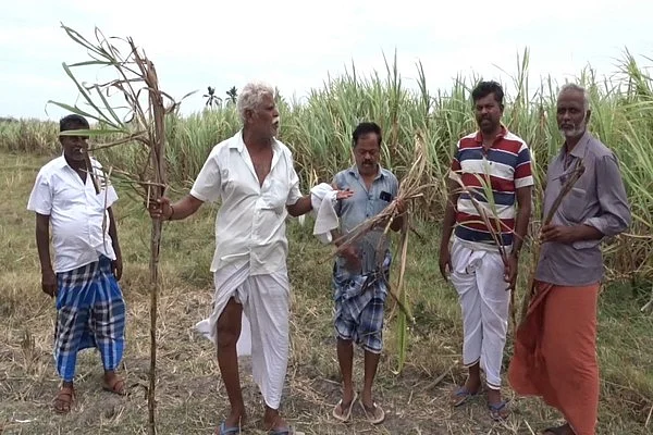 பரிதவிப்பில் பனையூர் விவசாயிகள்