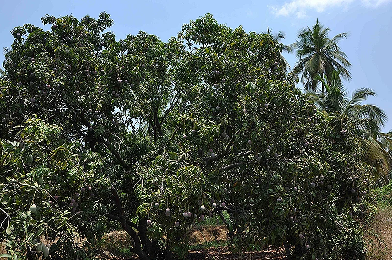 மாமரம்