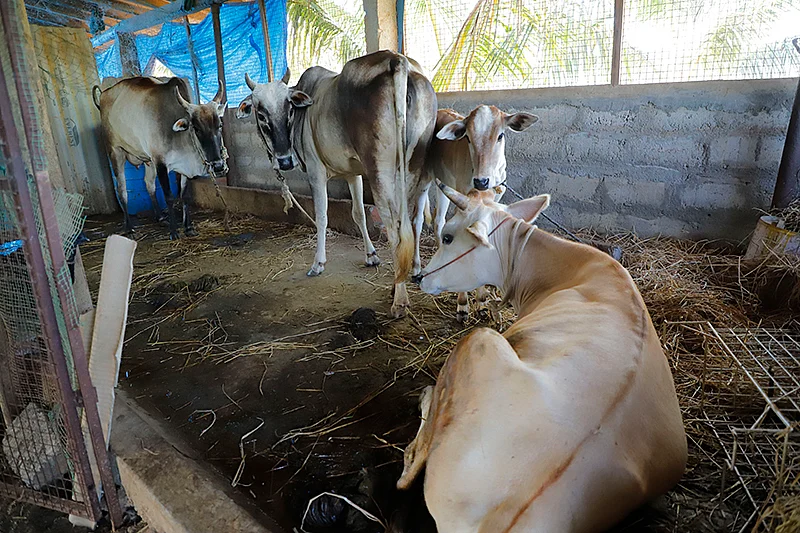 மாடுகள்