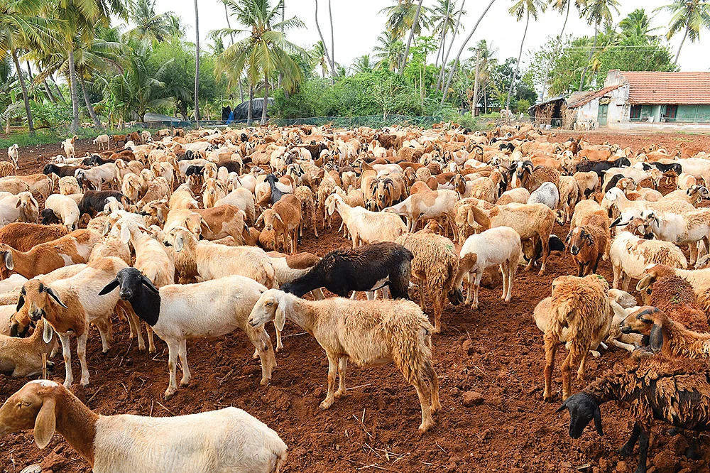 குரும்பை ஆடுகள்