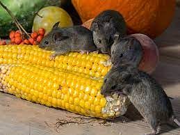 Rats