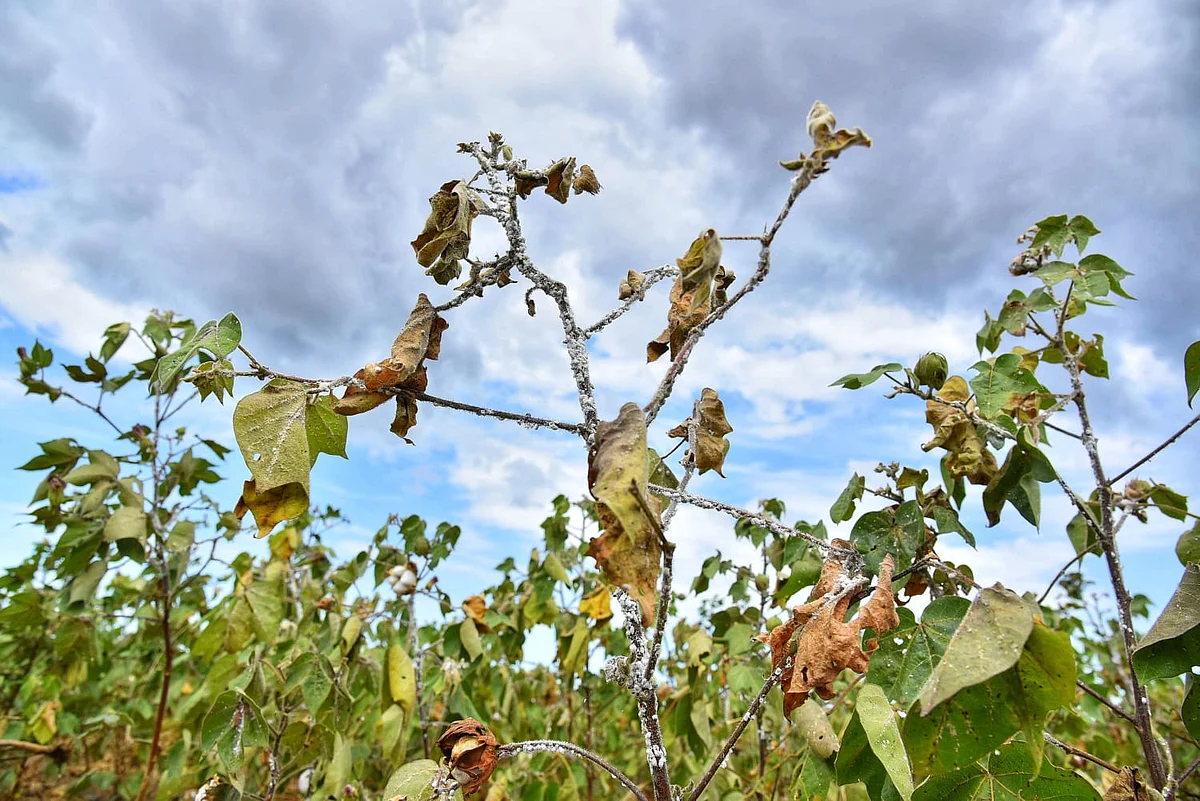மாவுப்பூச்சி தாக்குதலால் இலைகள் சுருண்டுள்ள காட்சி