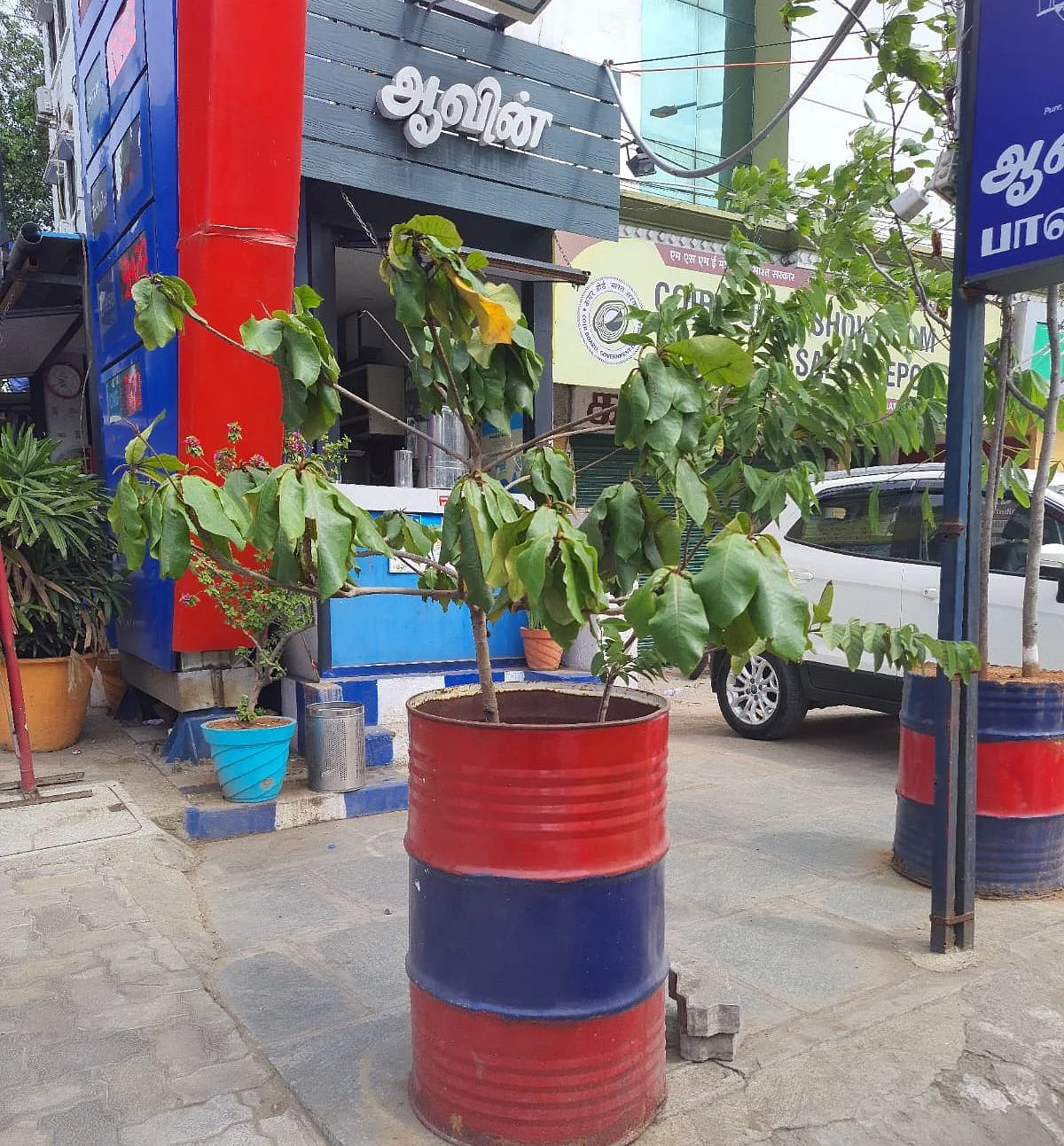 டிரம்மில் மரம் வளர்ப்பு