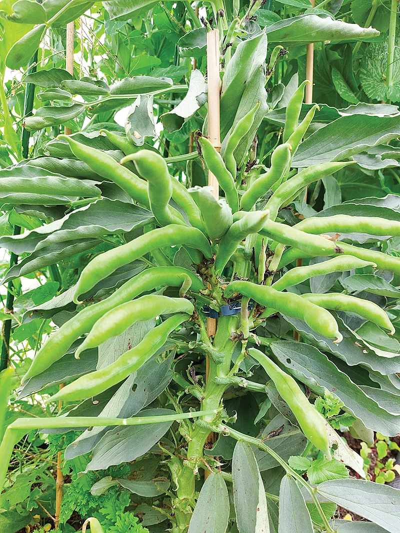 காய்கறி