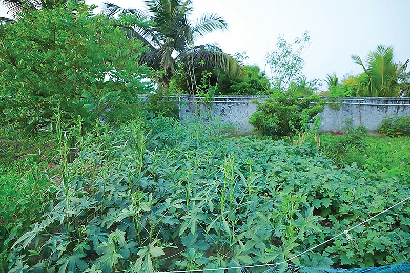 காய்கறிச் சாகுபடி