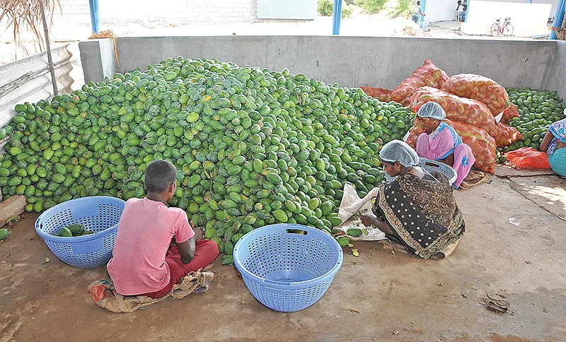 மாங்காய்கள்