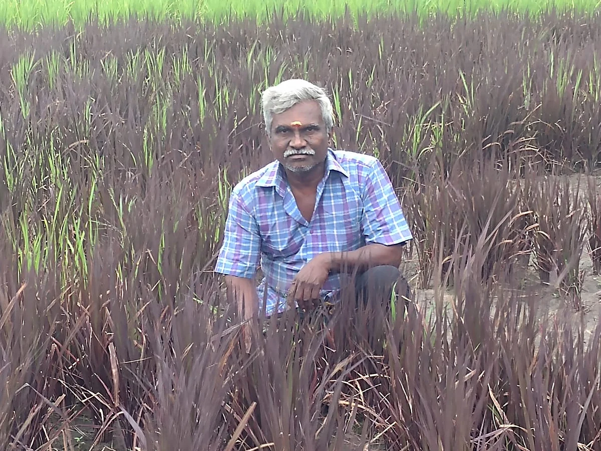 நெற்பயிரில் திருவள்ளுவர் உருவம் வர வைத்த விவசாயி இளங்கோவன்
