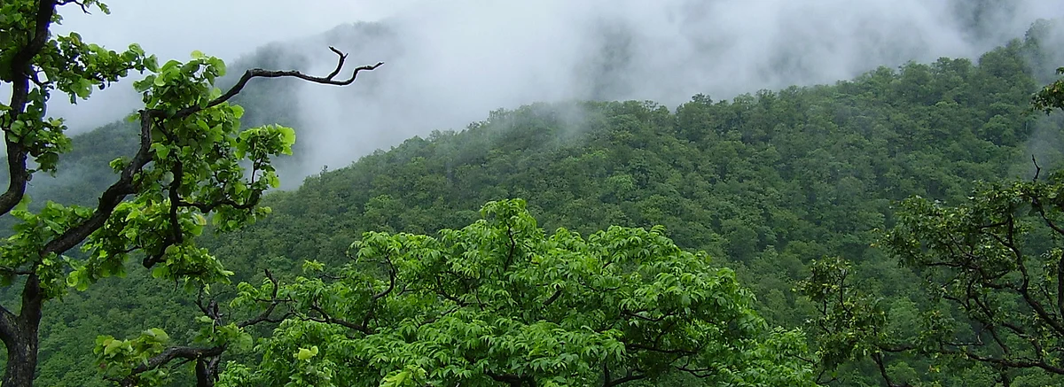 வனப்பகுதி