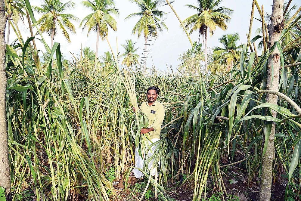 கம்பு வயலில்