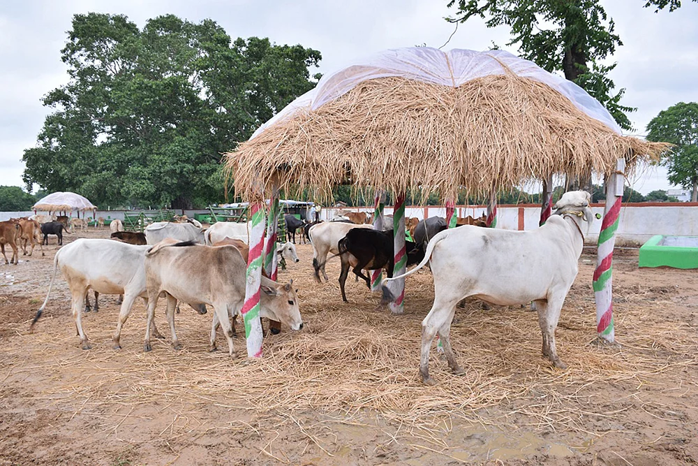 மாடு பராமரிப்பு மையம்