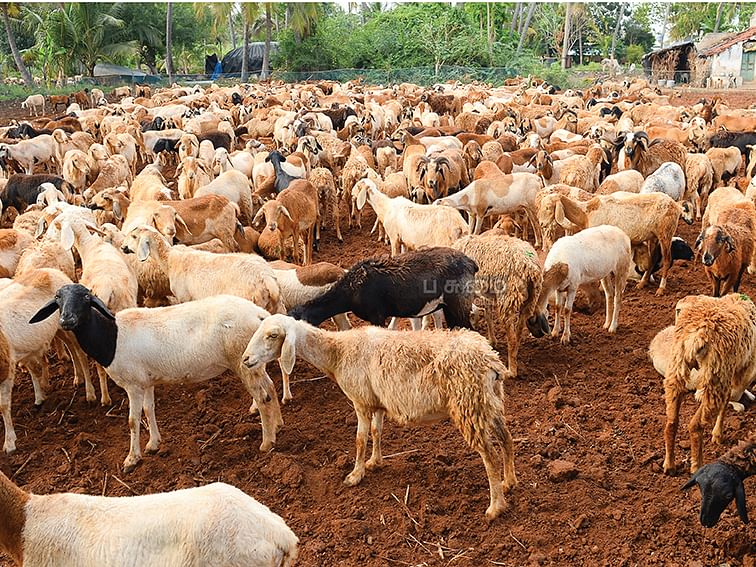 25 கி.மீ நடக்கும்;
பட்டி போட்டால் விளைச்சல் பொங்கும்; குரும்பை ஆடுகள்; கோவையின் பாரம்பர்ய அடையாளம்!
