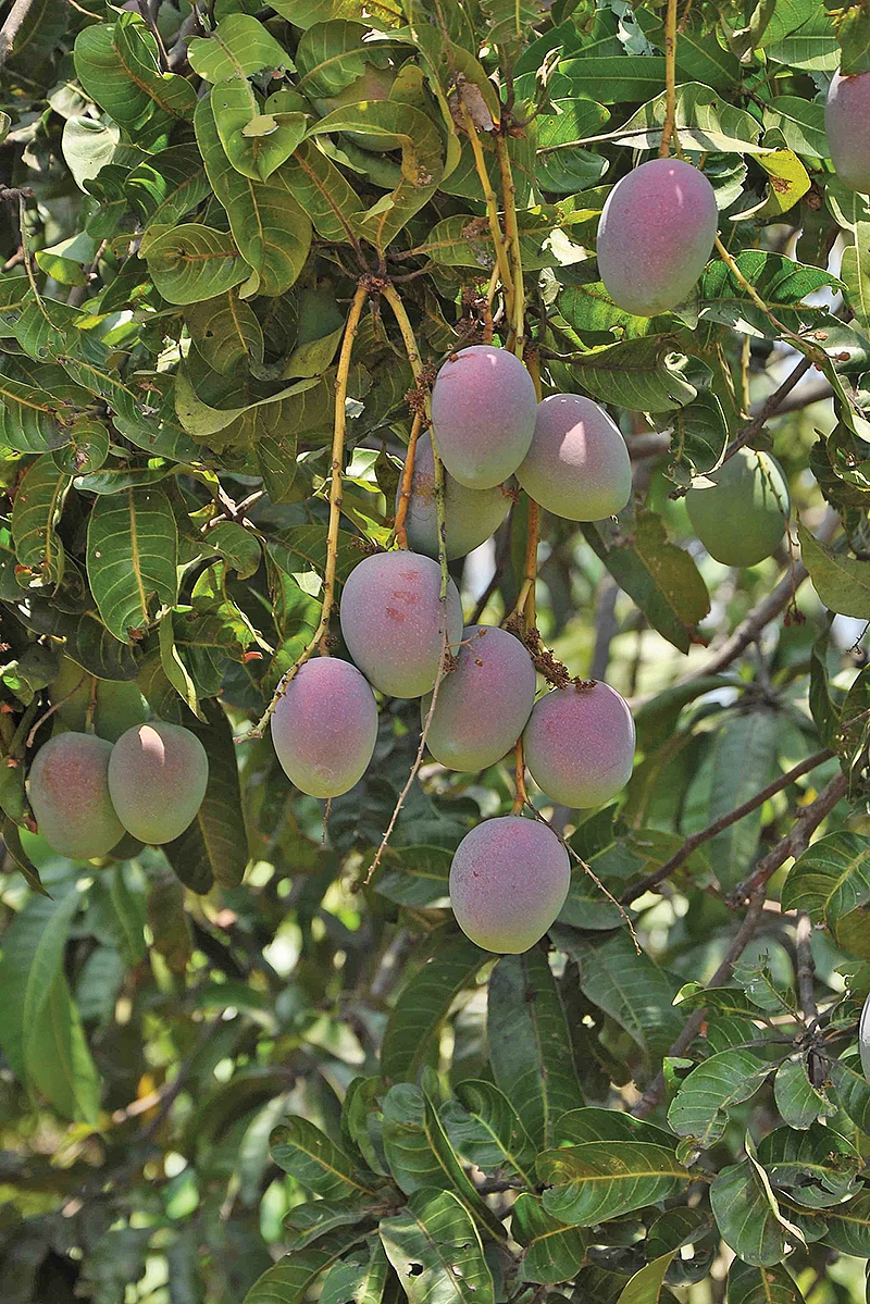 மா