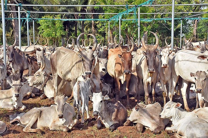 கிடை மாடுகள்