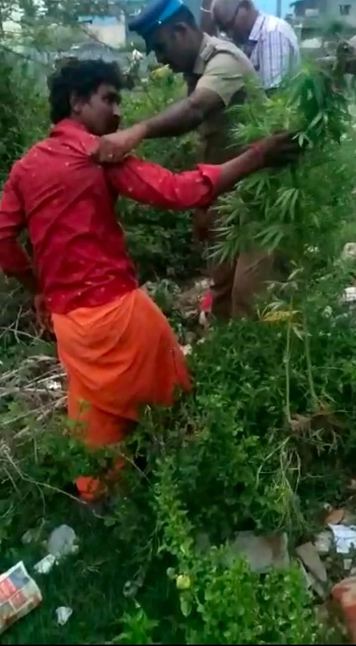 கஞ்சா செடிகளுக்குள் வினோத்