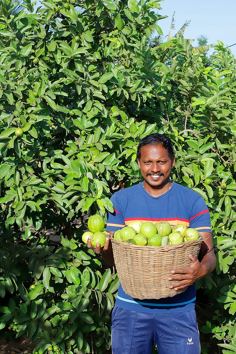 அறுவடையான கொய்யாவுடன் இனிகோ