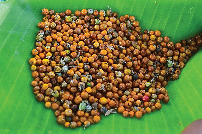 விதைகள்