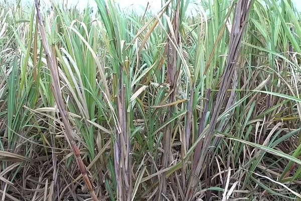 அறுவடைக்குத் தயாராக உள்ள கரும்பு