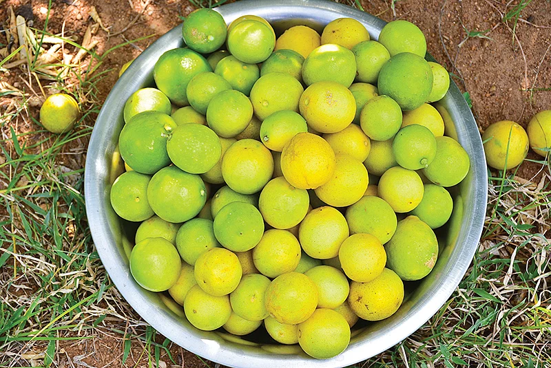 எலுமிச்சைப் பழங்கள்