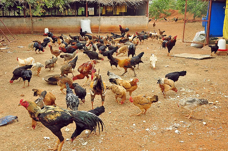நாட்டுக்கோழிகள்