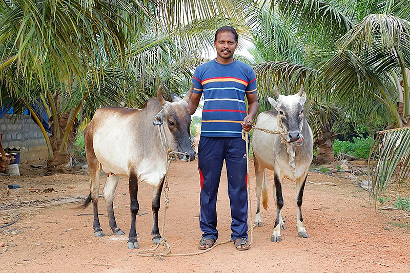 மாடுகளுடன்