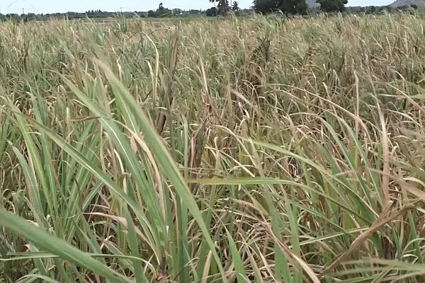 காய்ந்து கிடக்கும் கரும்பு வயல்கள்