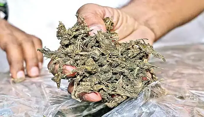 கஞ்சா