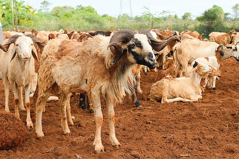 குரும்பை ஆடுகள்